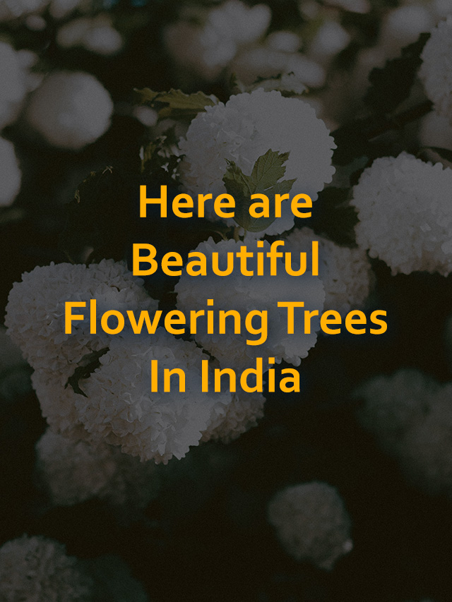 Beautiful Flowering Trees In India